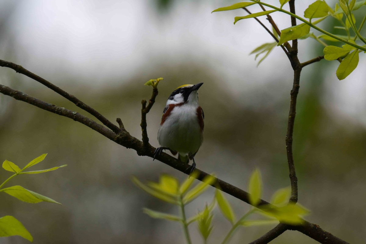 Chestnut-sided Warbler - Rich Ashcraft