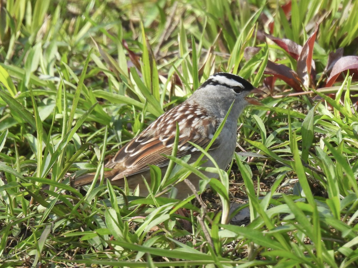 White-crowned Sparrow - Curt Nehrkorn