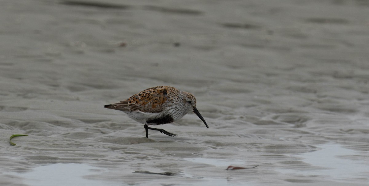 Dunlin - Douglas Hughes