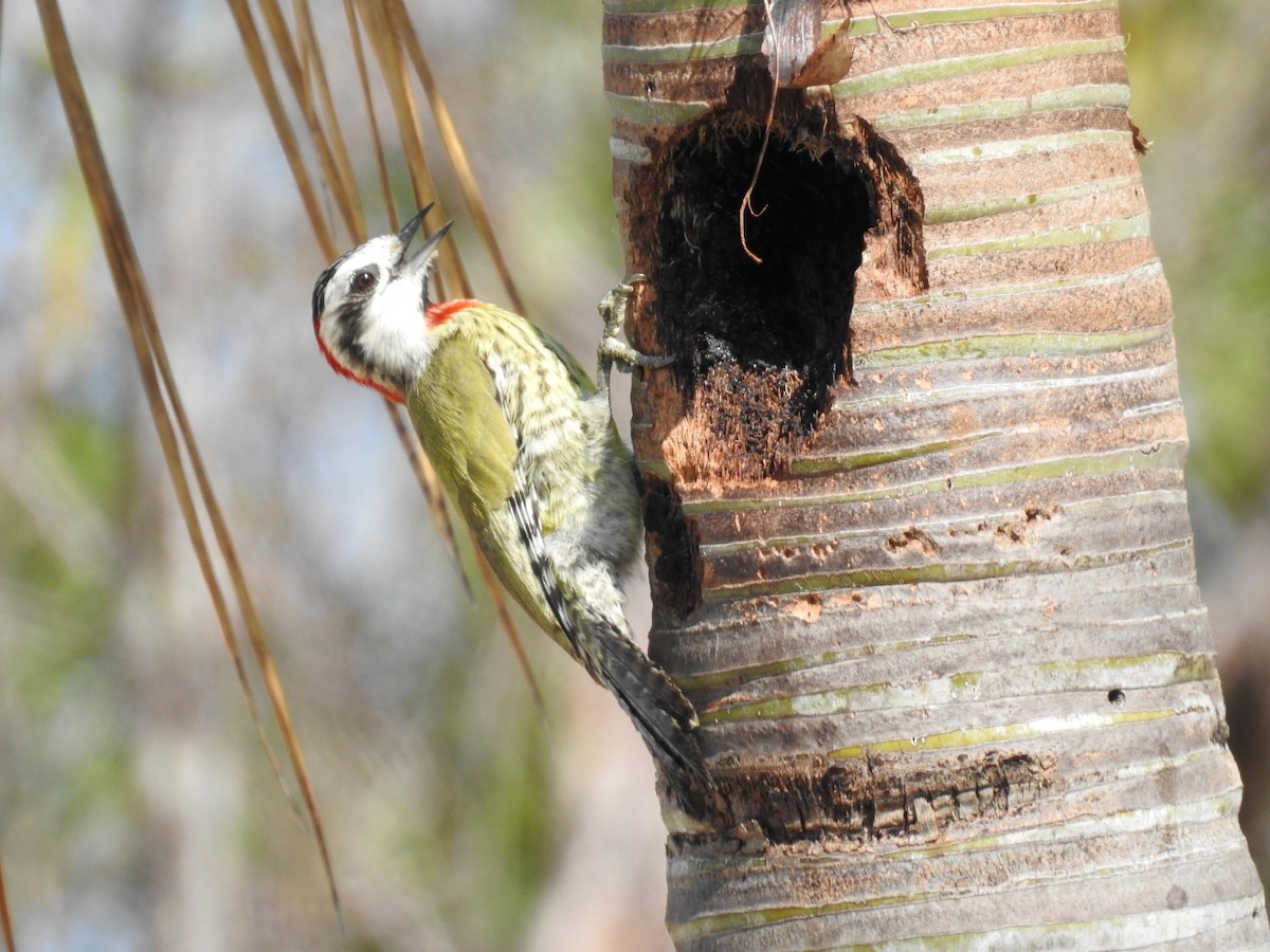 Cuban Green Woodpecker - Nicolás Díaz Pérez