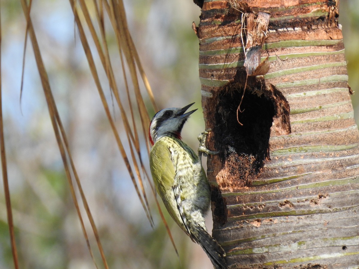Cuban Green Woodpecker - Nicolás Díaz Pérez