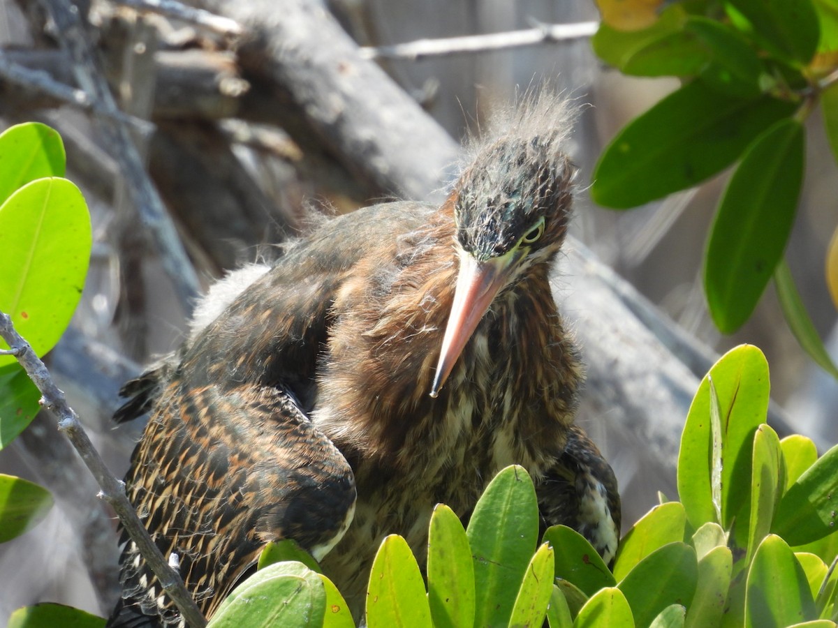 Green Heron - Denise Rychlik