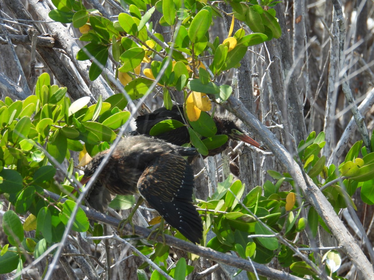 Green Heron - ML618856201