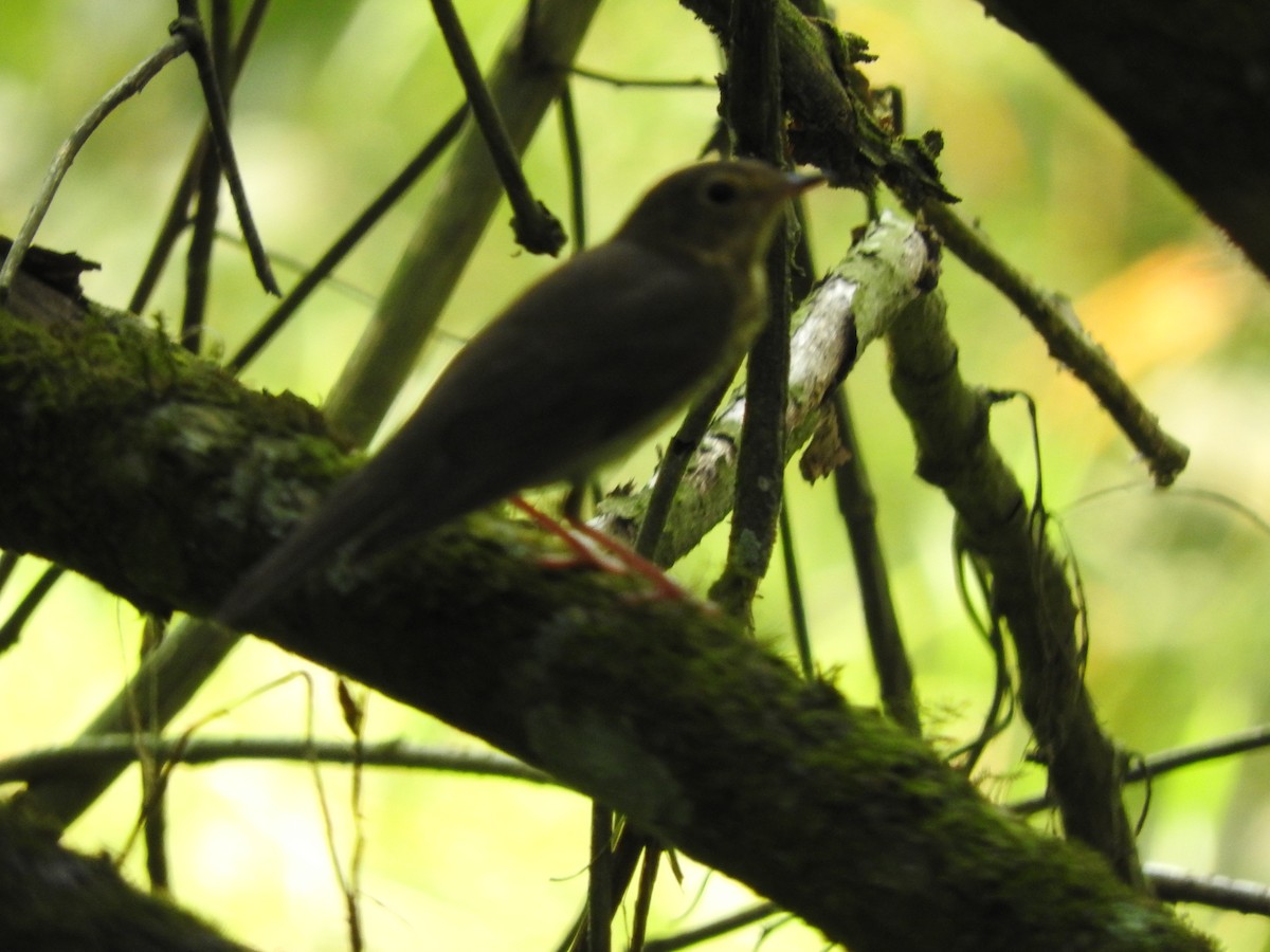 Mountain Elaenia - Julio P