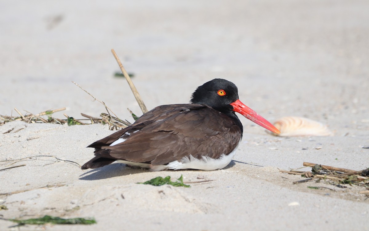 American Oystercatcher - MA 2