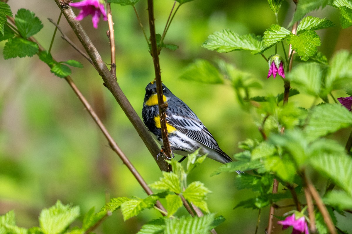 Yellow-rumped Warbler (Myrtle x Audubon's) - Scott Vulstek