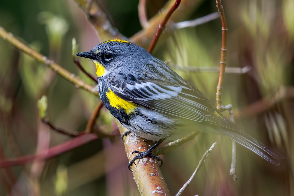 Yellow-rumped Warbler (Myrtle x Audubon's) - Scott Vulstek