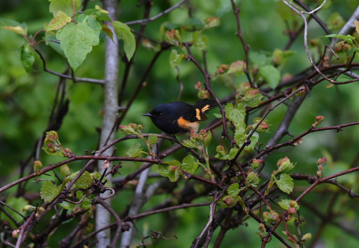 American Redstart - Rich Ashcraft