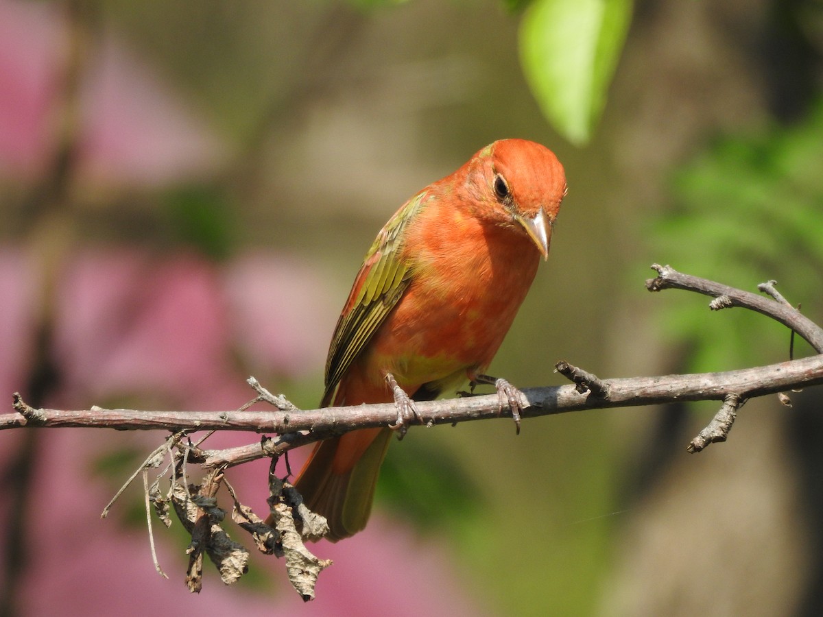 Summer Tanager - ML618856230