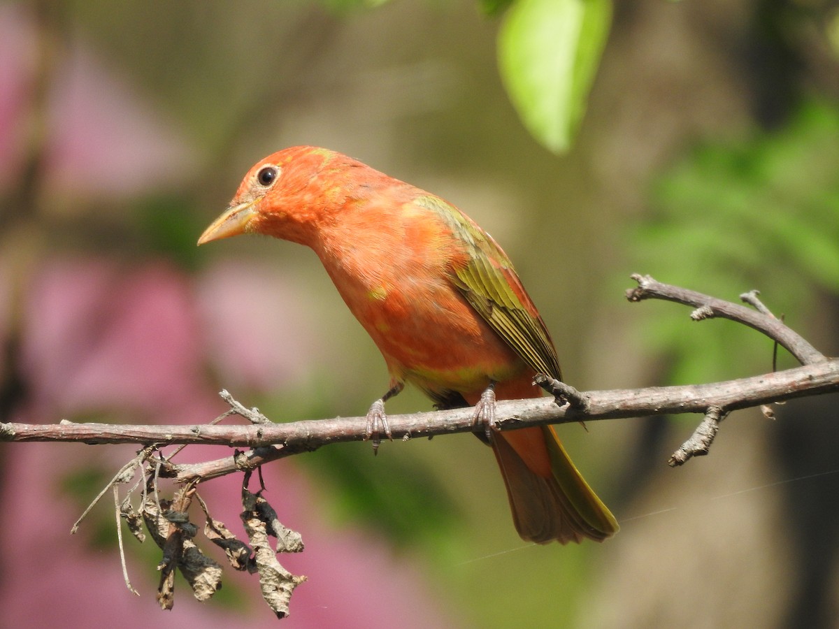 Summer Tanager - ML618856231