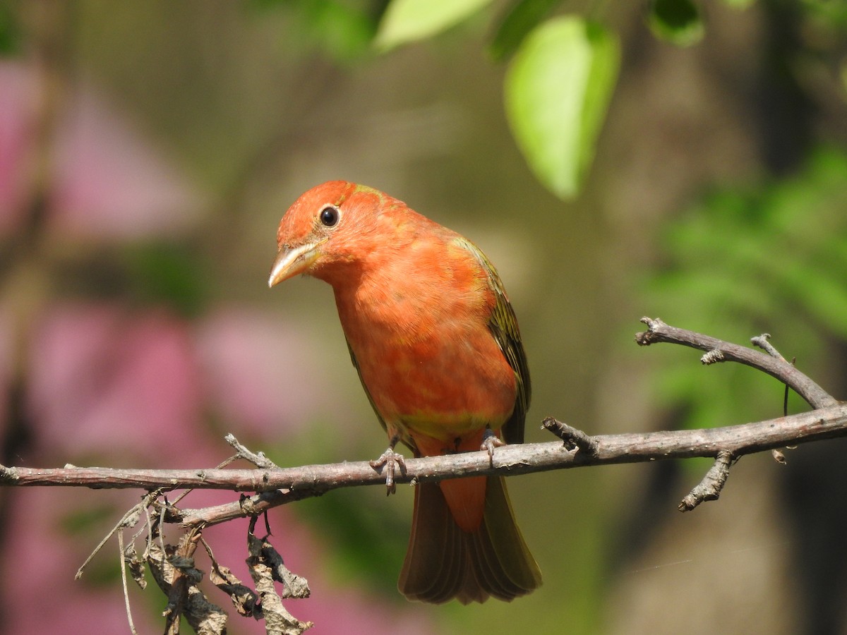 Summer Tanager - ML618856232