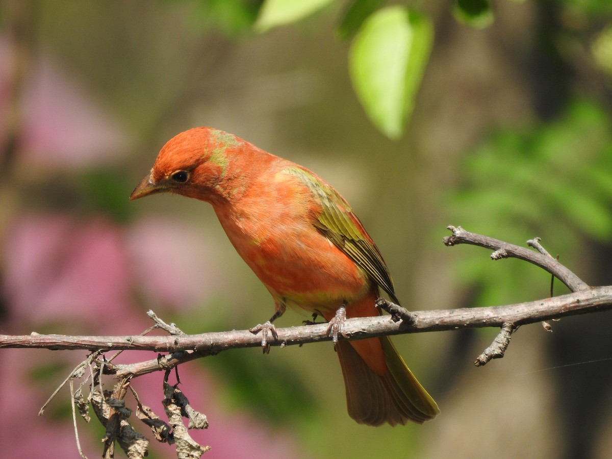 Summer Tanager - ML618856233