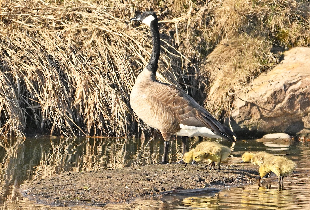 Canada Goose - Wayne Oakes