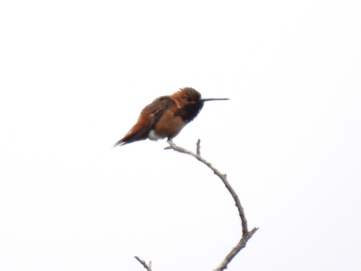 Allen's Hummingbird - Martha Wild