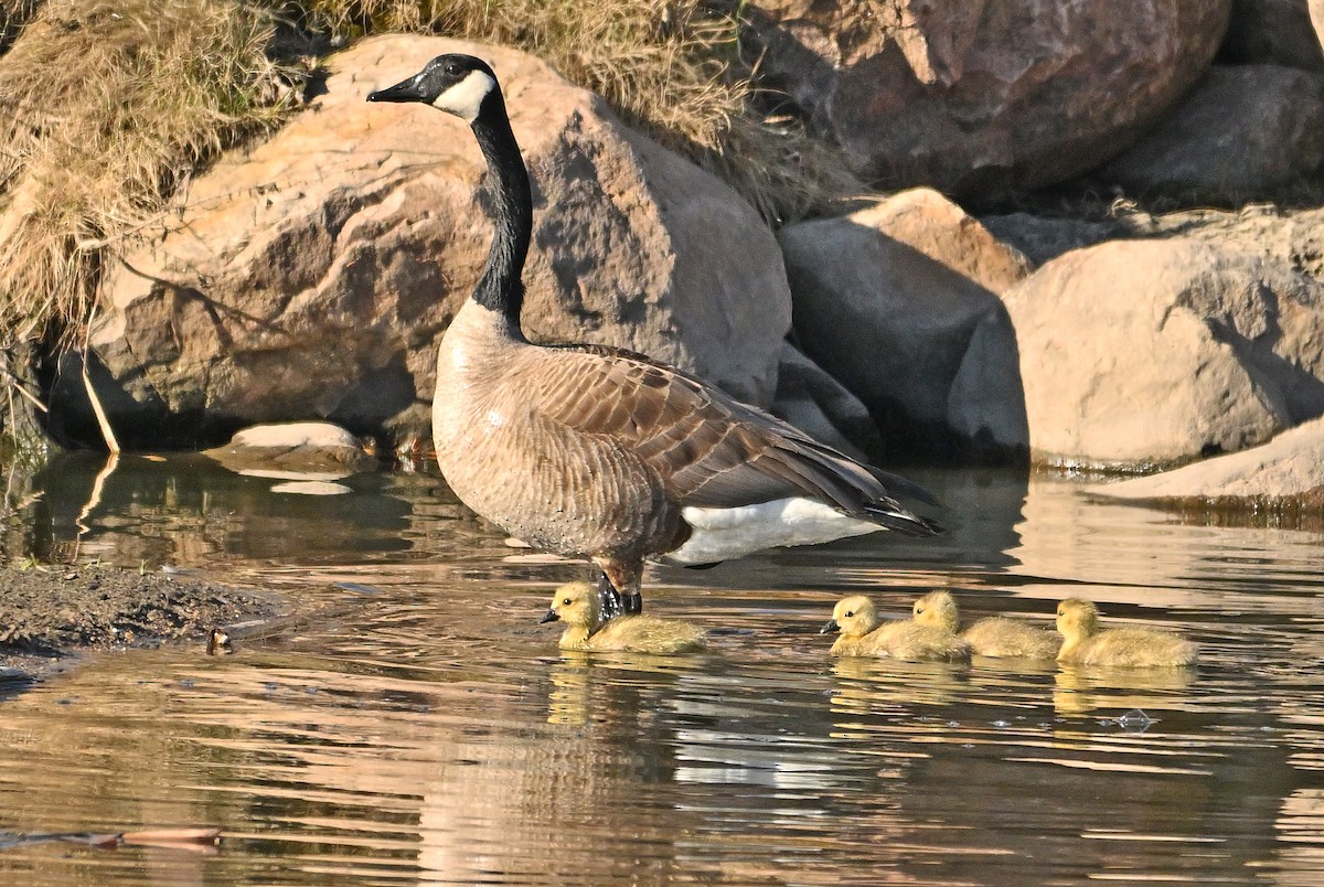 Canada Goose - Wayne Oakes