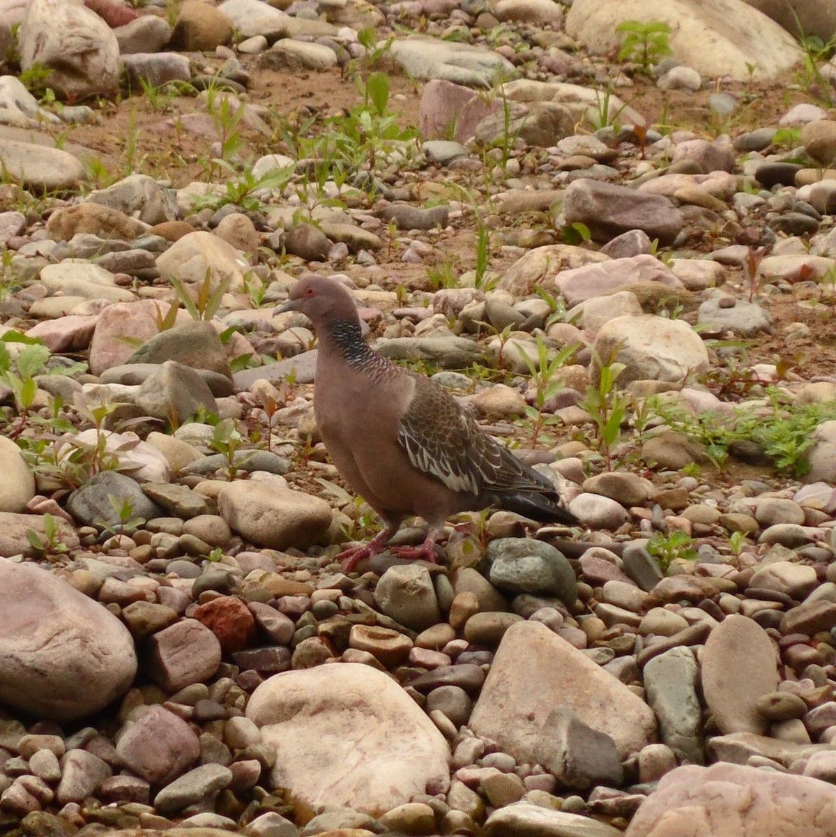 Picazuro Pigeon - Natalia Vale