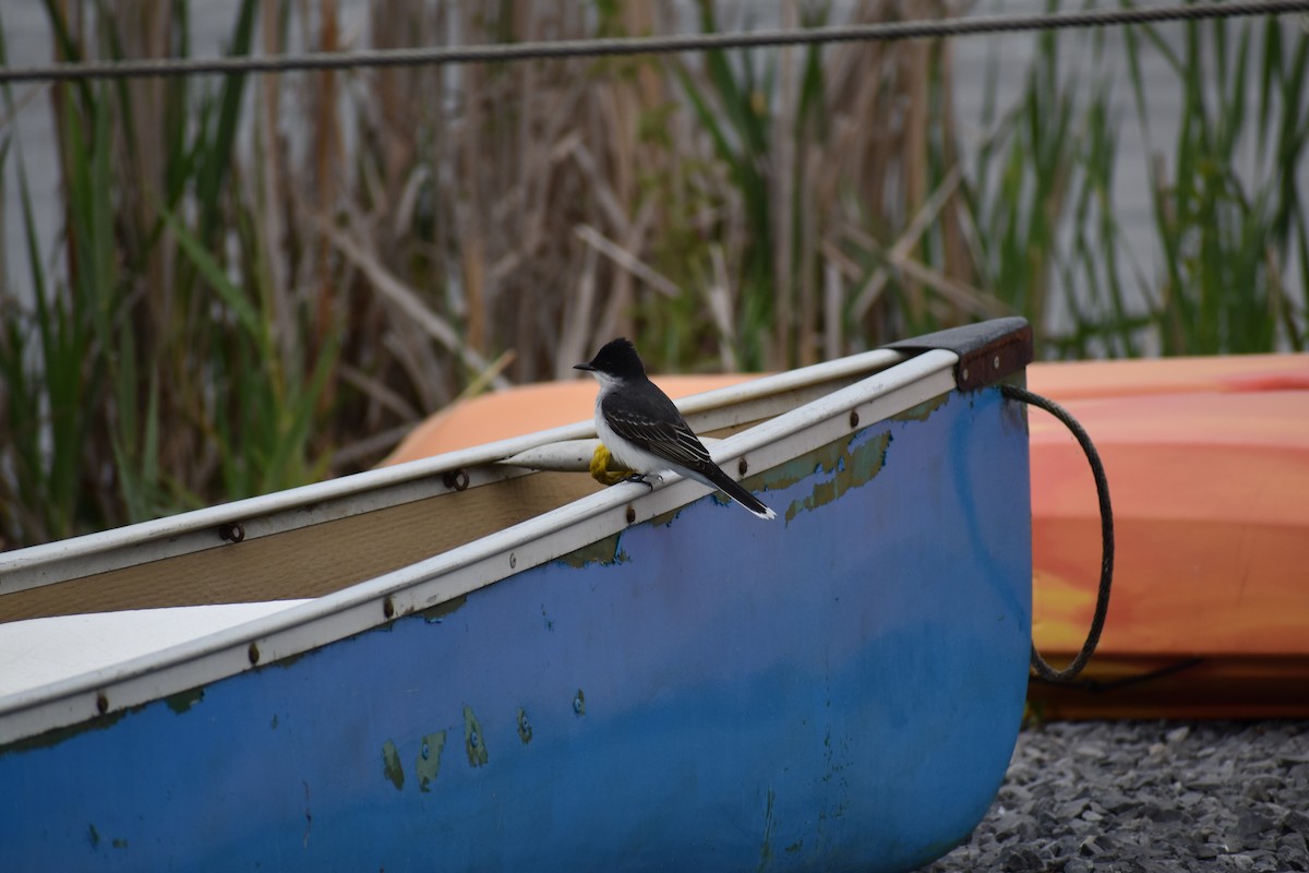 Eastern Kingbird - Tracie Fitzgerald