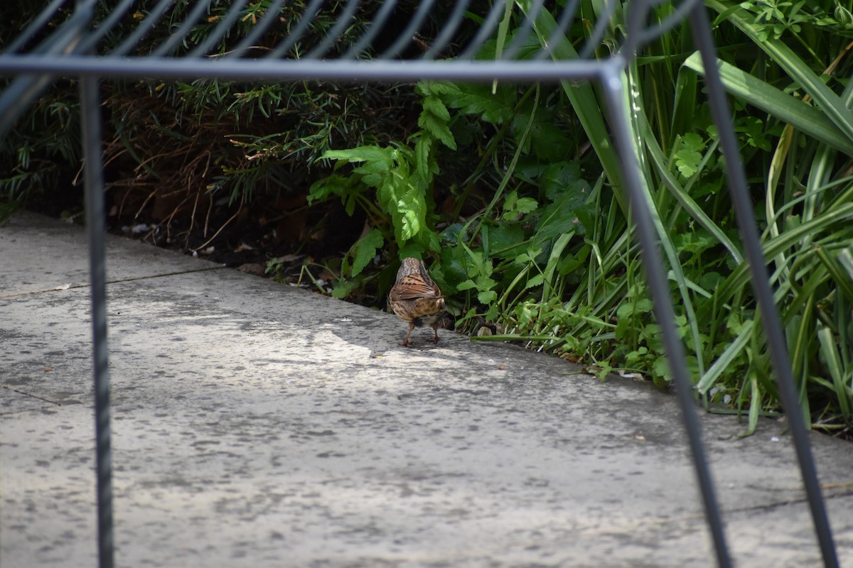 Dunnock - Gaspar Horvath