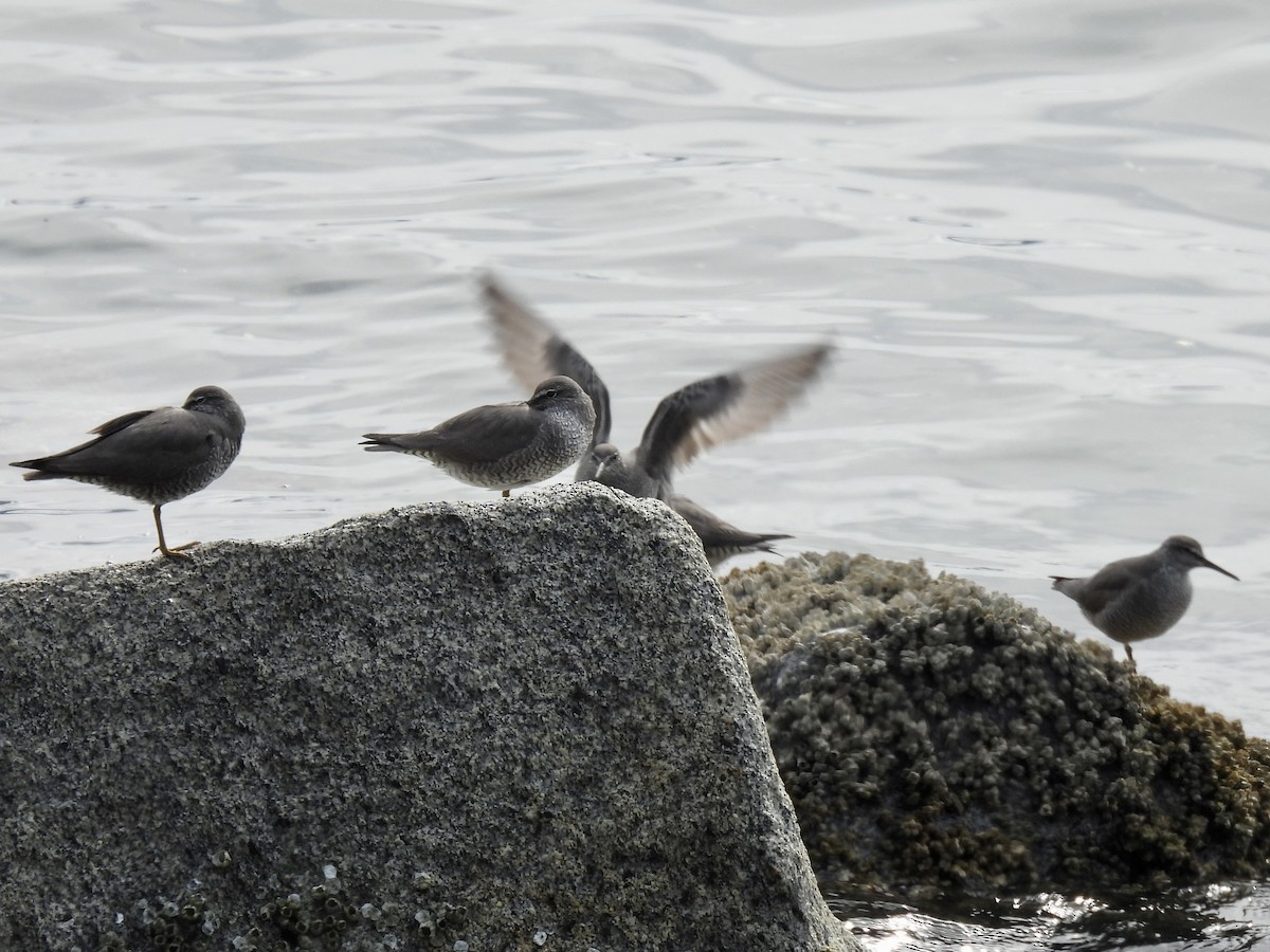 Wandering Tattler - Jeff Sauer