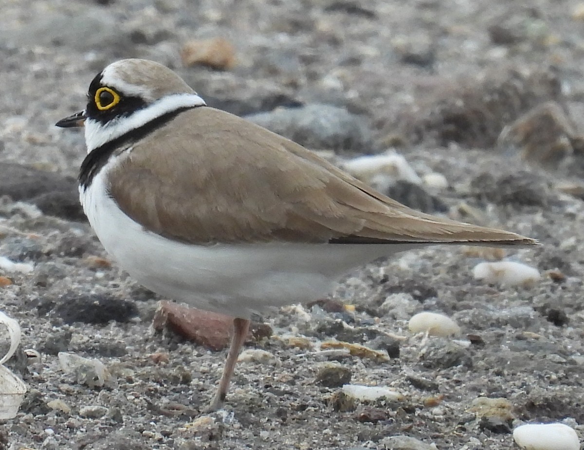 Little Ringed Plover - Jeffrey Blalock