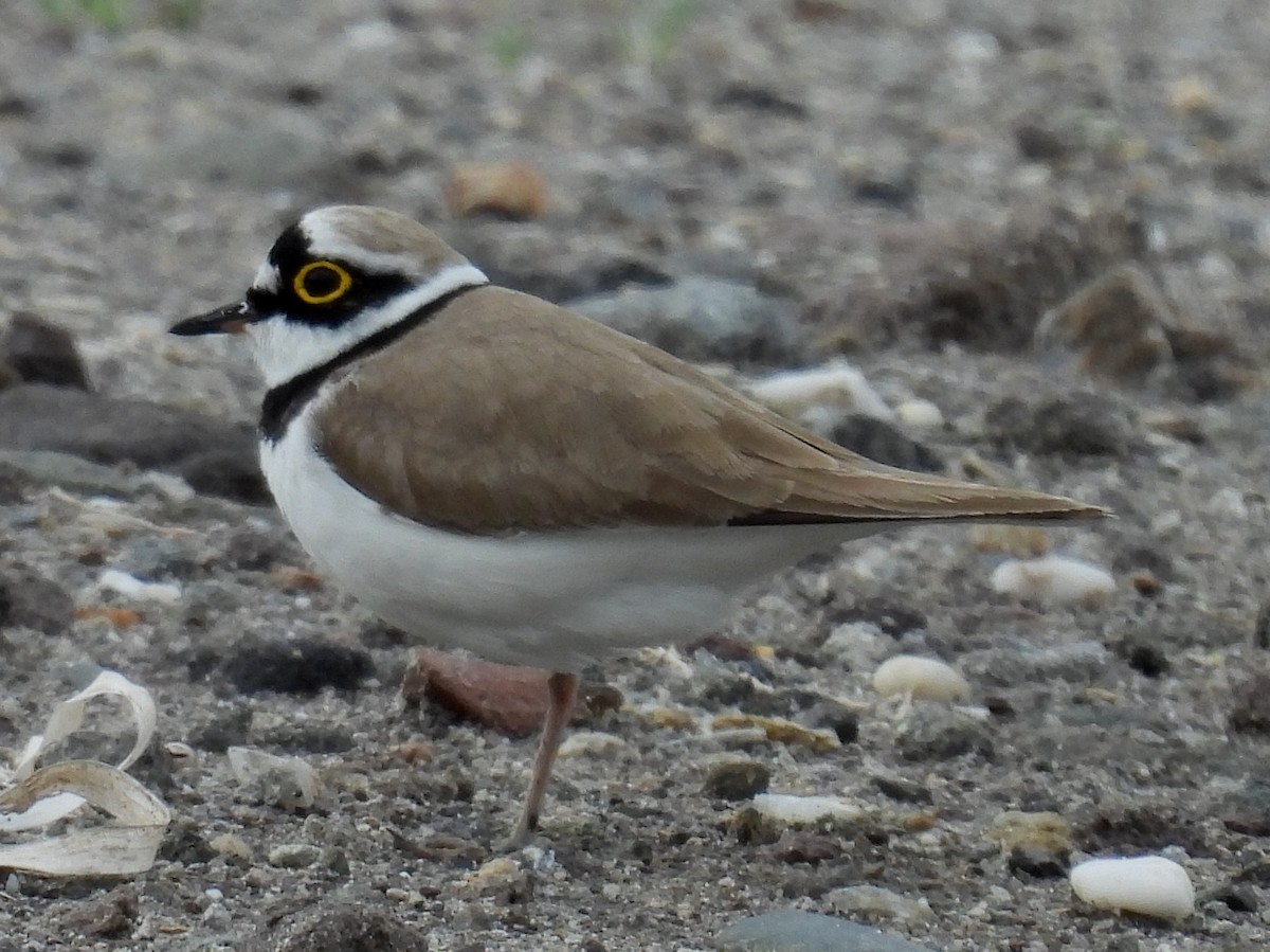 Little Ringed Plover - Jeffrey Blalock