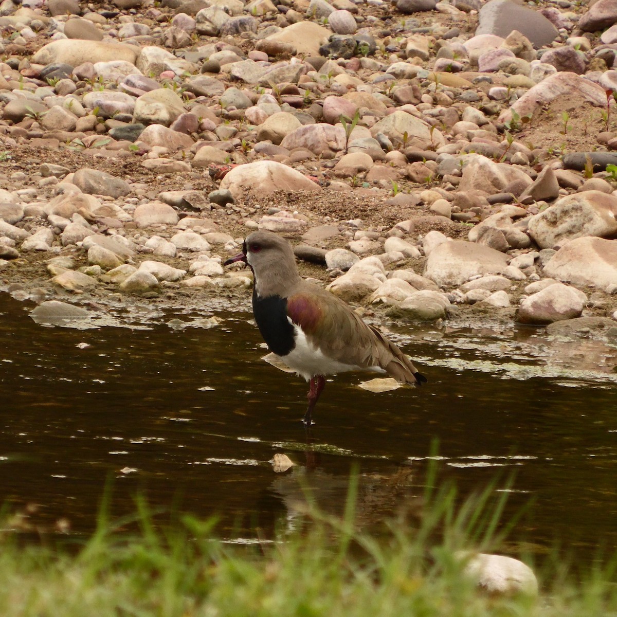 Southern Lapwing - Natalia Vale