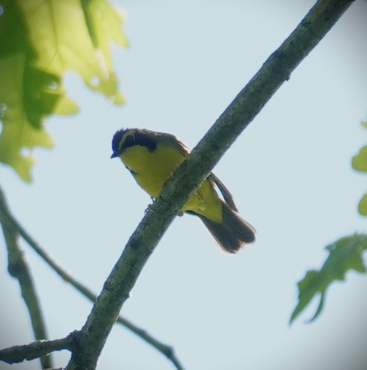 Kentucky Warbler - Brian Lineaweaver