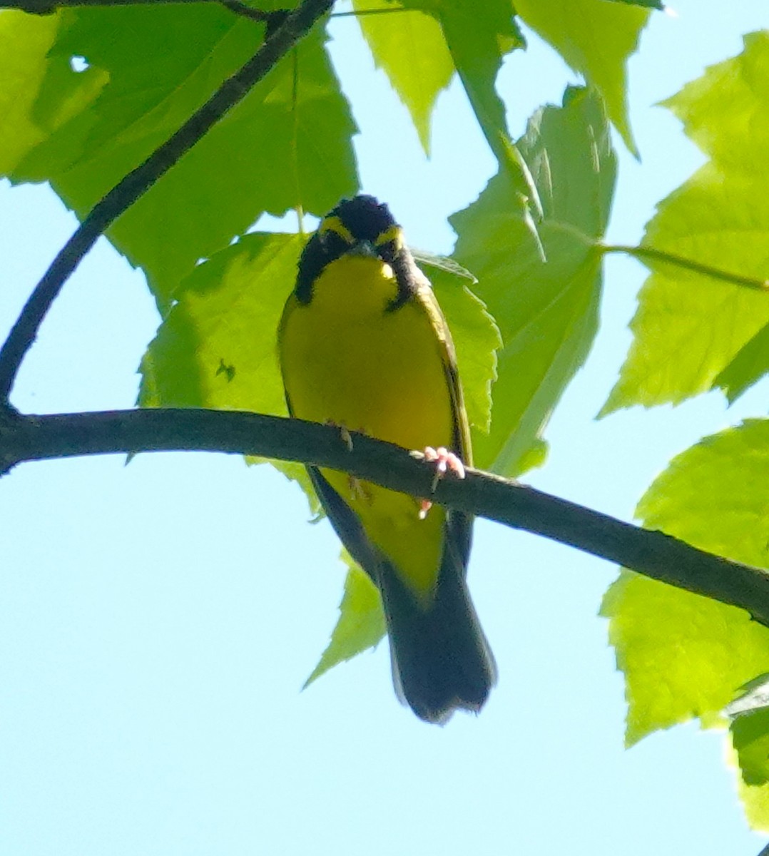 Kentucky Warbler - Brian Lineaweaver