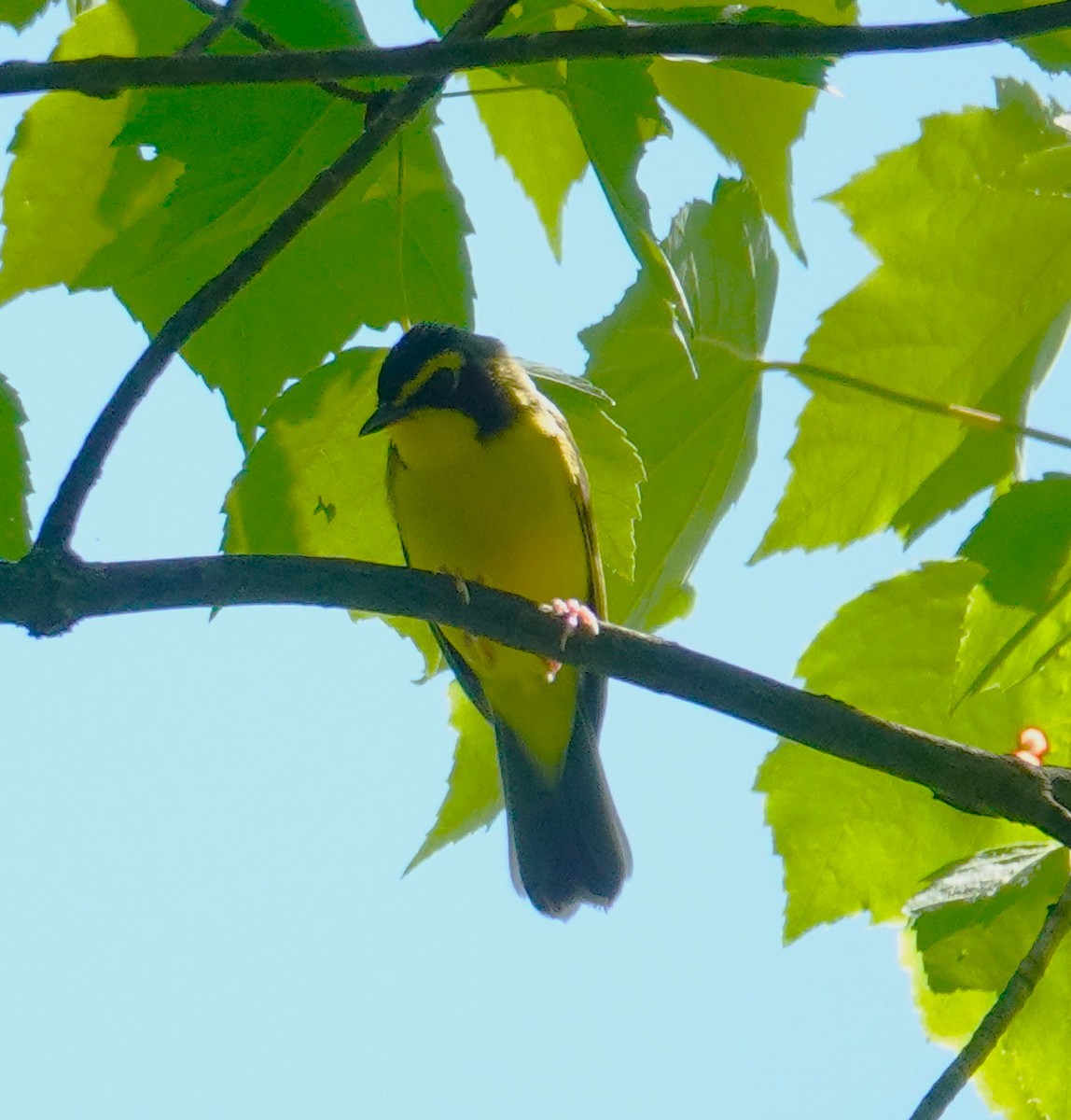 Kentucky Warbler - Brian Lineaweaver