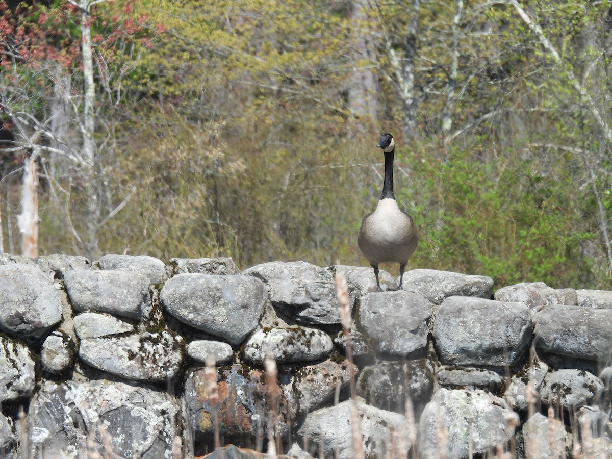 Canada Goose - Curt Nehrkorn