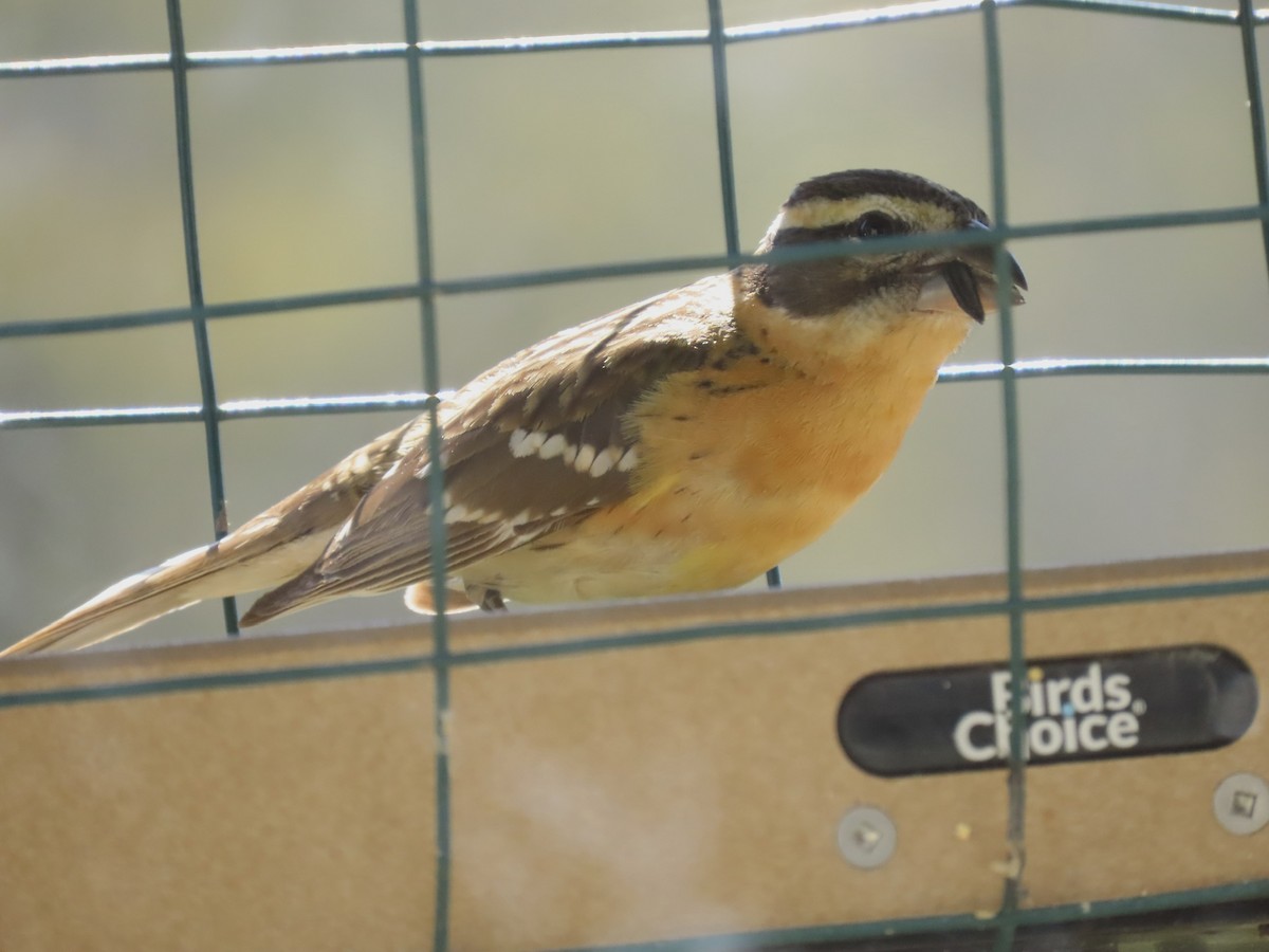 Black-headed Grosbeak - Alane Gray