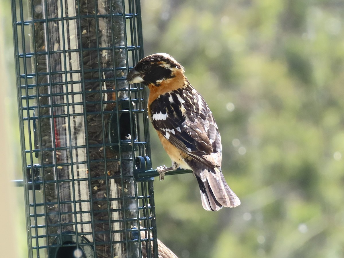 Black-headed Grosbeak - ML618856282