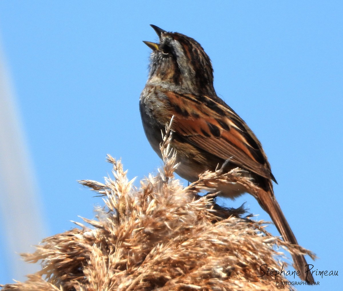 Swamp Sparrow - Stéphane Primeau