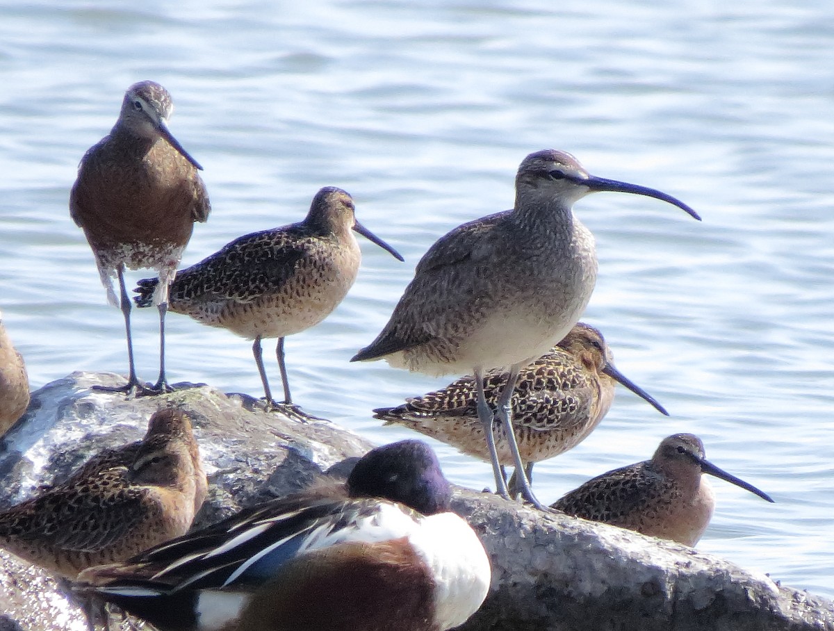 Whimbrel - ML618856298