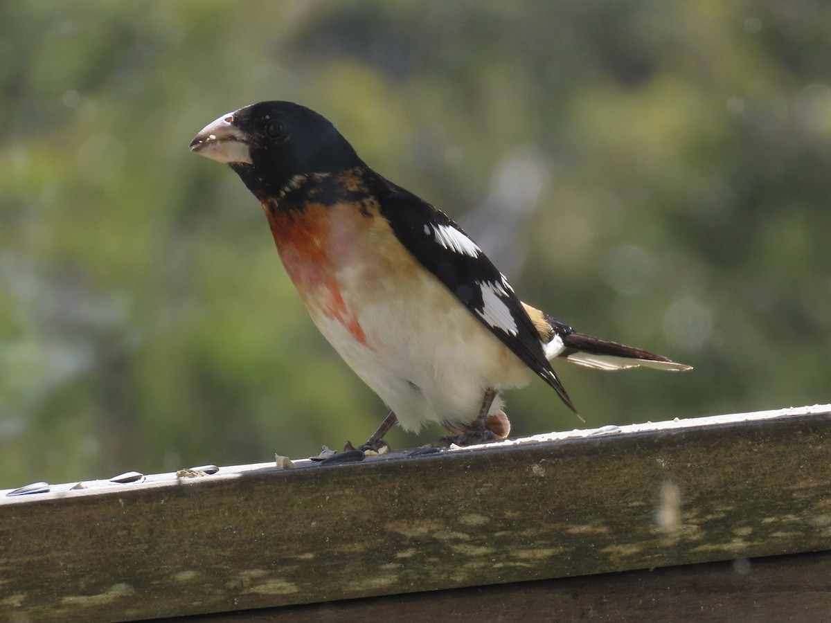 Rose-breasted x Black-headed Grosbeak (hybrid) - ML618856302