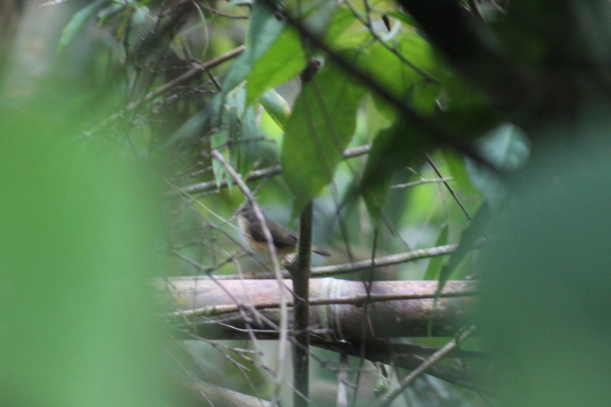 Buff-rumped Warbler - Luis Quisobony Rengifo