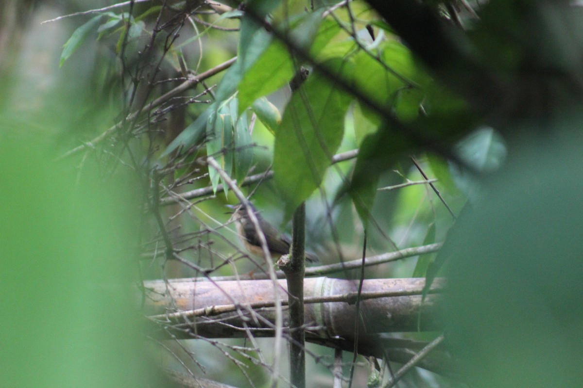 Buff-rumped Warbler - Luis Quisobony Rengifo