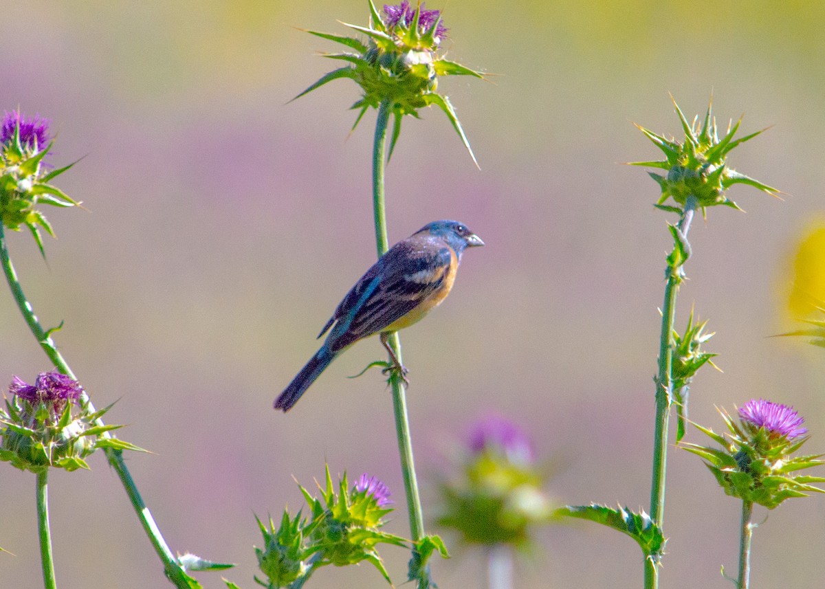 Lazuli Bunting - kathy eder