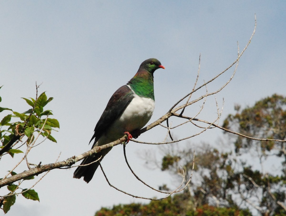 New Zealand Pigeon - Andrew Plant