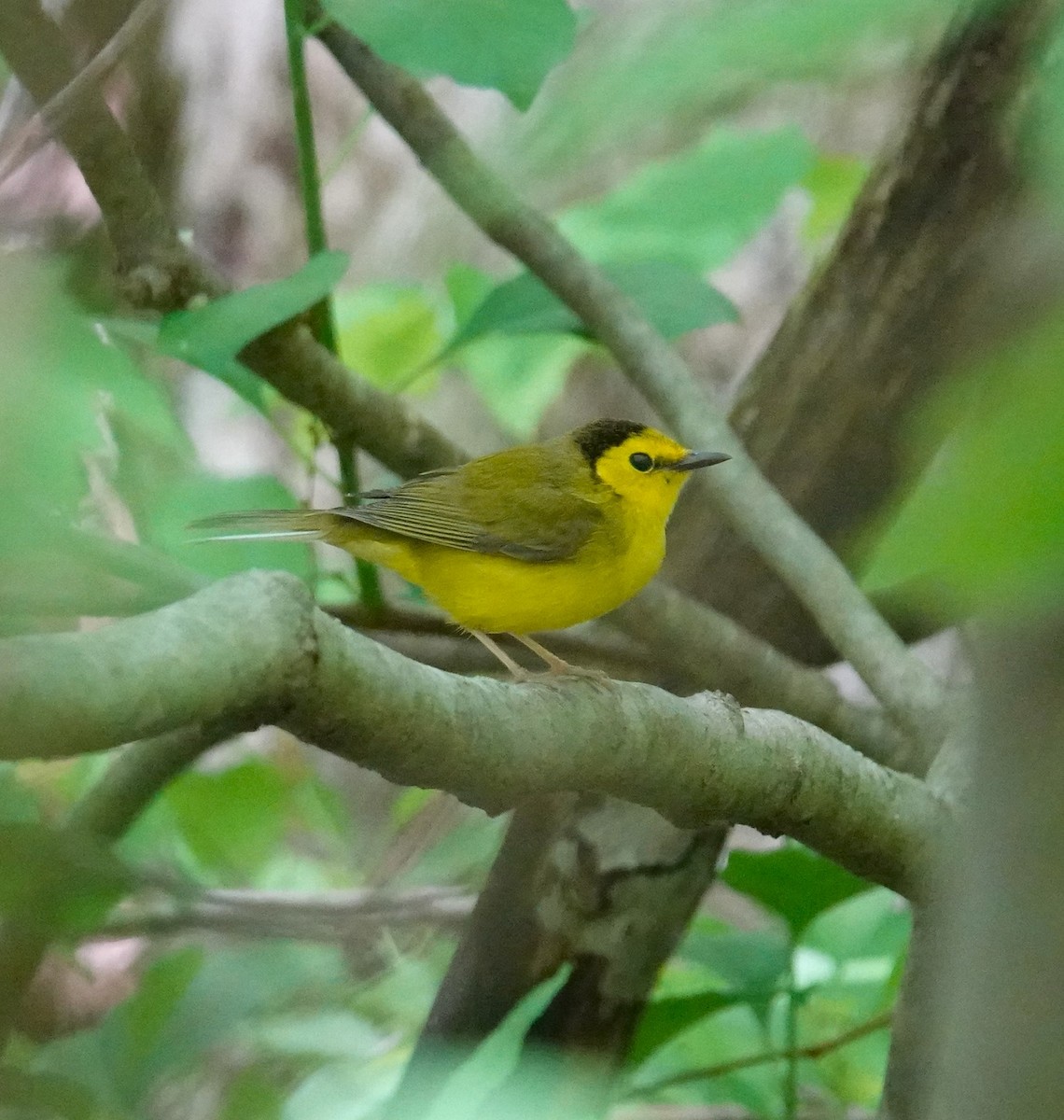 Hooded Warbler - Brian Lineaweaver