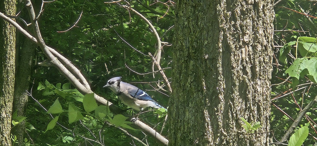 Blue Jay - Luke McCreary