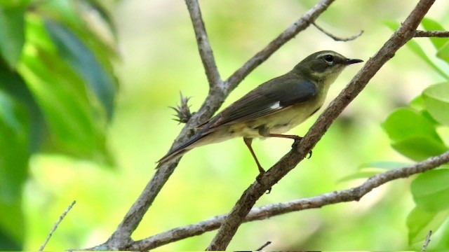 Black-throated Blue Warbler - Bert Alm