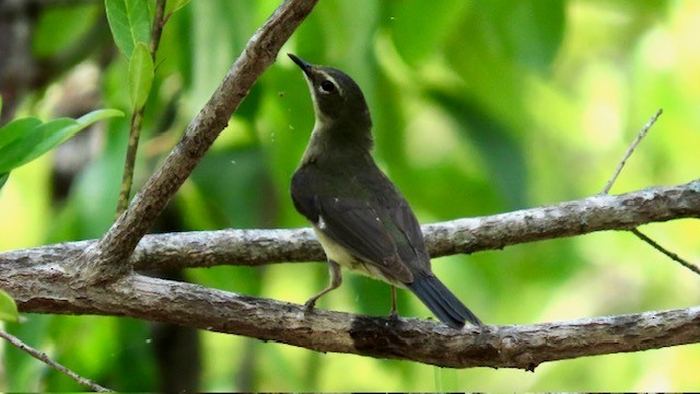 Black-throated Blue Warbler - ML618856354