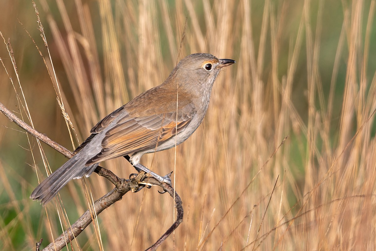 Gray Shrikethrush - John  Van Doorn