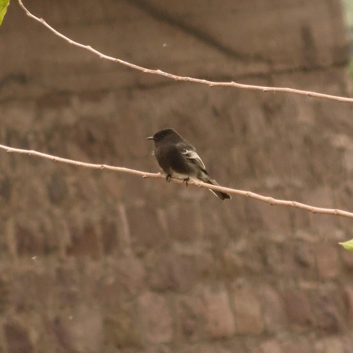 Black Phoebe - ML618856377