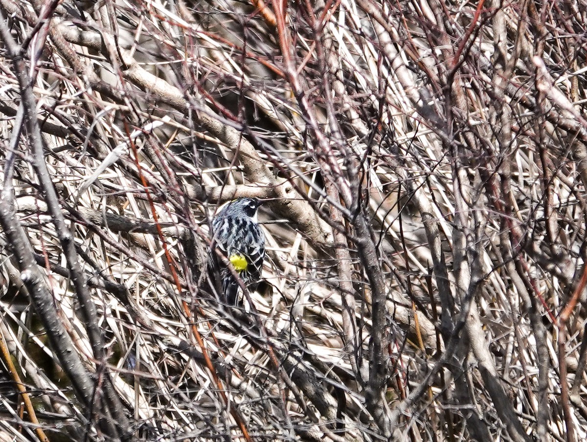 Yellow-rumped Warbler - Patsy Skene