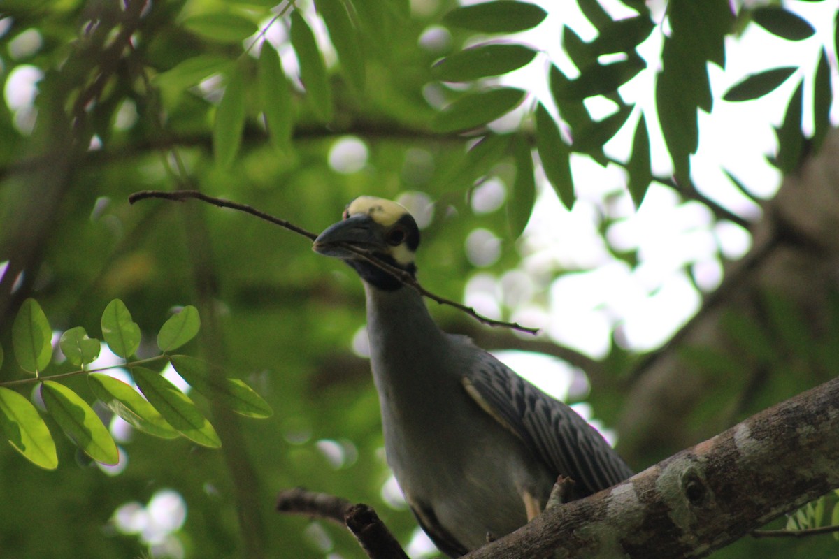 Yellow-crowned Night Heron - Damaris Cardona Aponte