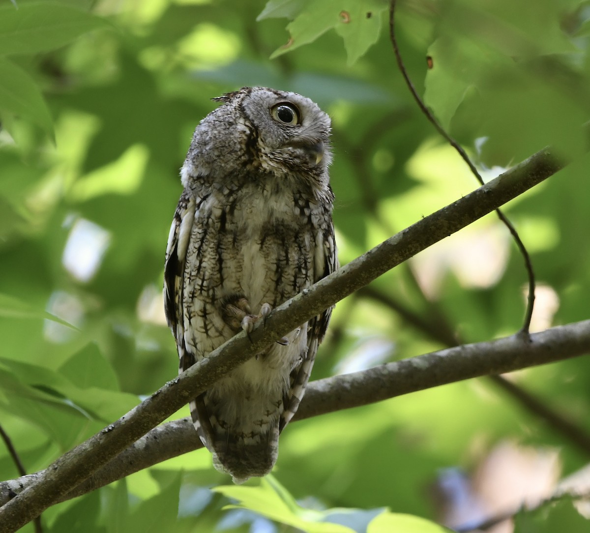 Eastern Screech-Owl - Paul Nielson