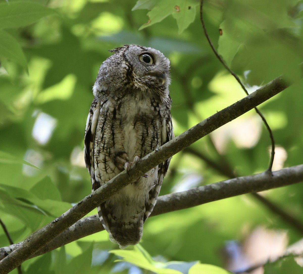 Eastern Screech-Owl - ML618856394