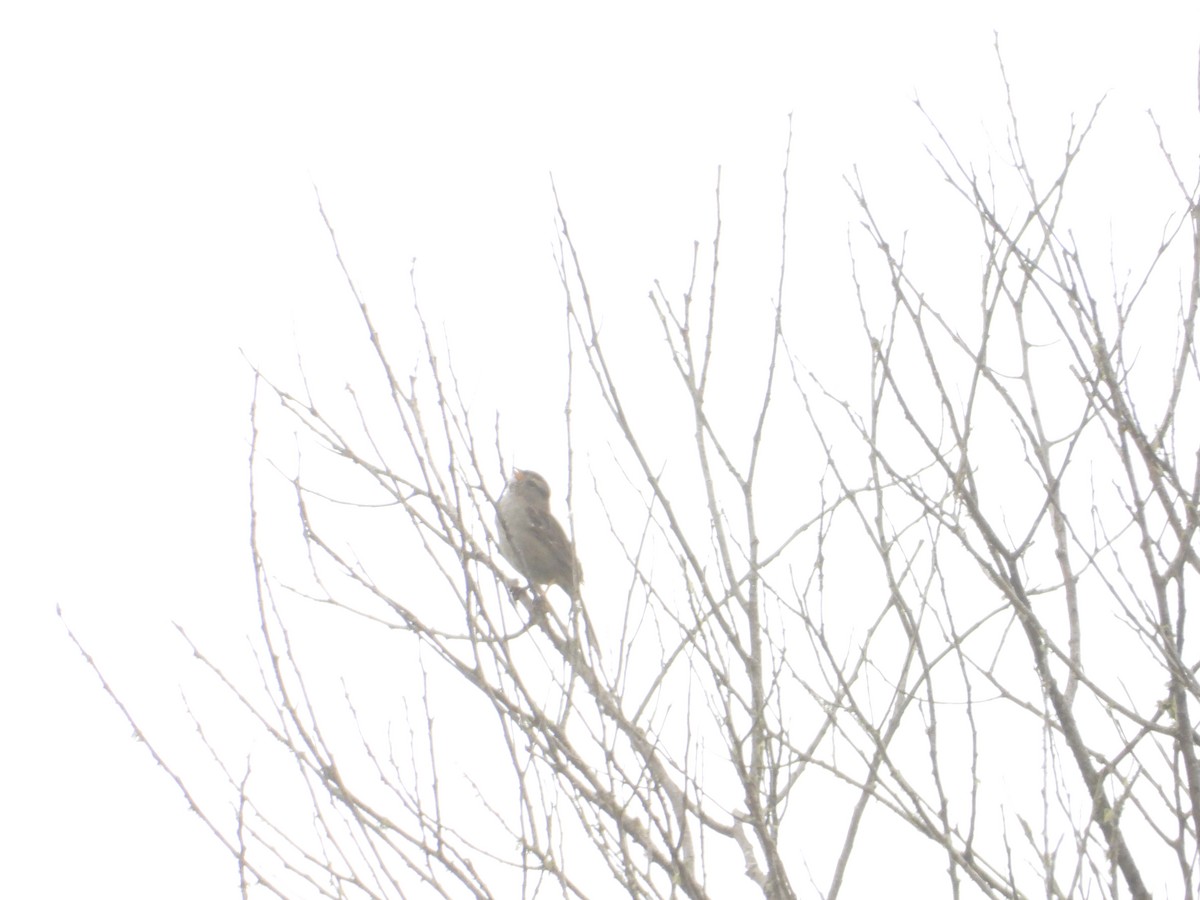 White-crowned Sparrow - Bill Holland